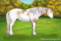 Horse Color:White Spotted Silver Sable Champagne Tobiano 