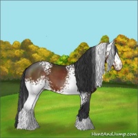 Horse Color:White Spotted Brown 