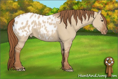 Horse Color:Red Dun Appaloosa 