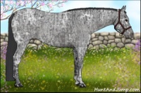 Horse Color:Black Ice  and Blue Ice Roan 