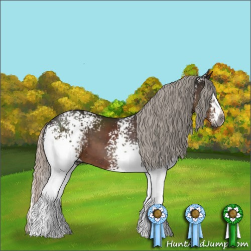 Horse Color:Gray White Spotted Silver Black