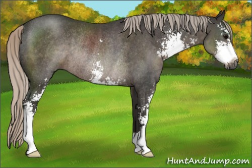 Horse Color:Gray Silver Black Sabino Rabicano