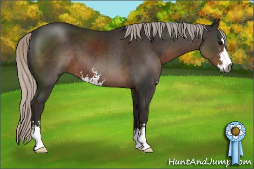 Horse Color:Gray Silver Black Sabino 