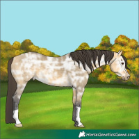 Horse Color:Buckskin Ice Dun