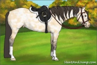 Horse Color:Buckskin Ice Dun 