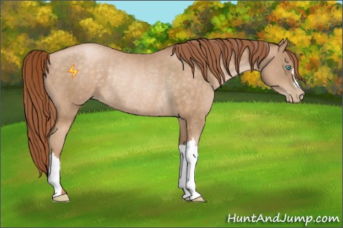 Horse Color:Buckskin Pearl Rabicano