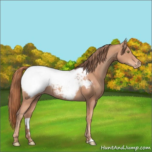 Horse Color:Gold Champagne Appaloosa 