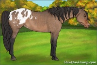 Horse Color:Brown Dun Appaloosa 