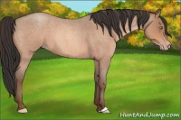 Horse Color:Amber Champagne Roan 