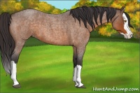 Horse Color:Buckskin Roan Splash