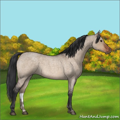 Horse Color:Brown Roan Dun 