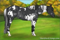 Horse Color:White Spotted Black Rabicano 