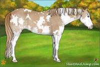 Horse Color:White Spotted Chestnut Sabino Splash