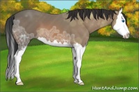 Horse Color:Bay Ice Sabino Splash 