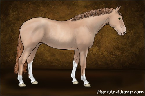 Horse Color:Gold Champagne Rabicano