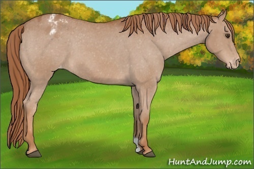 Horse Color:Chestnut Appaloosa 