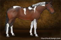 Horse Color:Brown Tobiano 