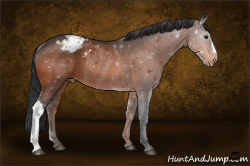 Horse Color:Bay Appaloosa Rabicano 