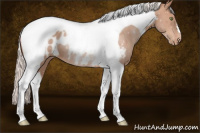 Horse Color:Silver Amber Champagne Tobiano Appaloosa Rabicano 