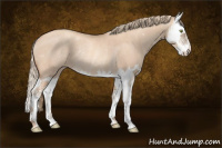 Horse Color:Gold Champagne Dun Splash Rabicano 