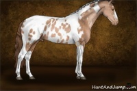 Horse Color:Brown Pearl Tobiano Appaloosa Rabicano