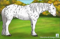 Horse Color:White Spotted Blue Roan Splash Frame Appaloosa 