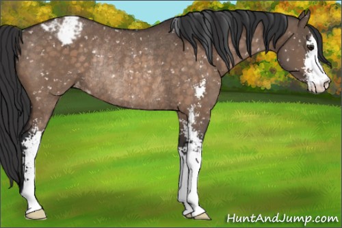 Horse Color:Brown Dun Sabino Snowflake VarnishRabicano