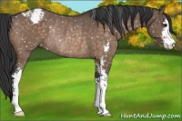 Horse Color:Brown Dun Sabino Appaloosa Rabicano