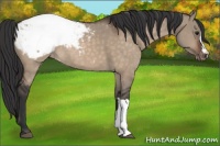 Horse Color:Brown Dun Snowcap