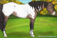 Horse Color:Brown Dun Sabino Snowcap Rabicano 