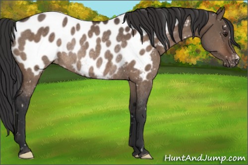 Horse Color:Brown Dun Appaloosa Rabicano