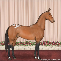 Horse Color:Bay Appaloosa 