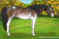 Horse Color:White Spotted Brown Varnish Rabicano