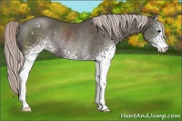 Horse Color:White Spotted Silver Black Varnish Rabicano 