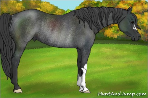 Horse Color:Black Rabicano