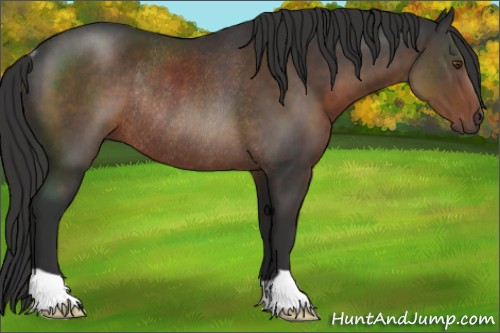Horse Color:Liver Chestnut Rabicano