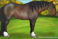 Horse Color:Liver Chestnut Rabicano