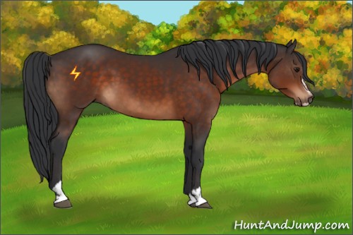 Horse Color:Brown Sabino 