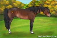 Horse Color:Brown Sabino 