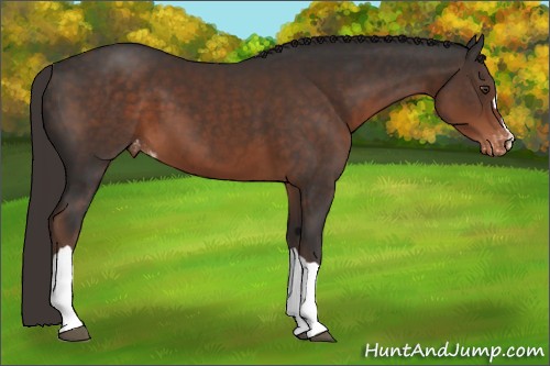 Horse Color:Liver Chestnut Appaloosa 