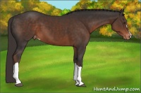 Horse Color:Liver Chestnut Appaloosa 