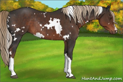 Horse Color:White Spotted Liver Chestnut Rabicano 