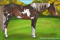 Horse Color:White Spotted Liver Chestnut Rabicano