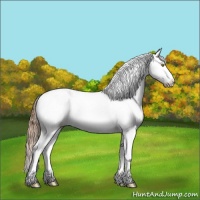 Horse Color:Bay Pearl Sabino Splash 
