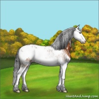 Horse Color:Bay Sabino Splash 