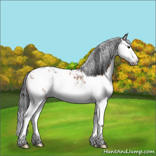 Horse Color:Bay Sabino Splash 