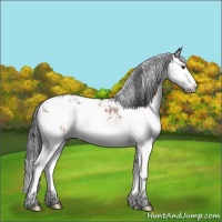 Horse Color:Bay Sabino Splash 