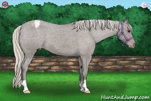 Horse Color:Silver Blue Roan Snowcap 