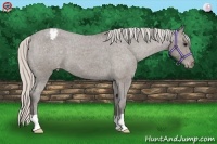 Horse Color:Silver Blue Roan Snowcap 