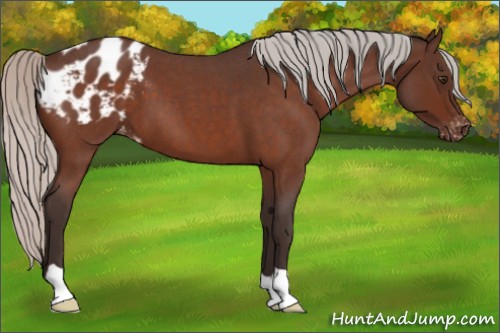 Horse Color:Silver Brown Roan Varnish 